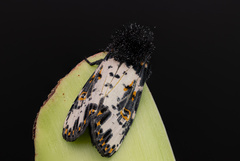 Xanthopastis timais