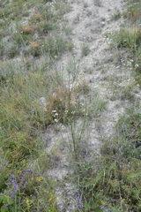 Cephalaria uralensis