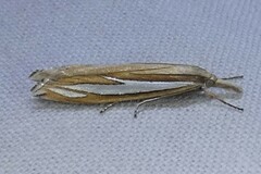 Crambus satrapellus