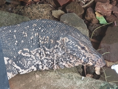 Varanus salvator salvator