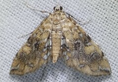 Elophila faulalis