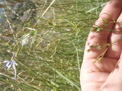 Trichostema arizonicum