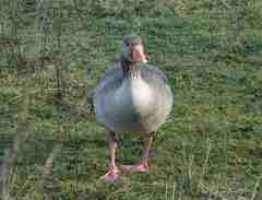 Anser anser anser