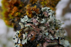 Laetisaria lichenicola