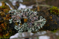 Laetisaria lichenicola