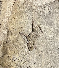 Sceloporus malachiticus