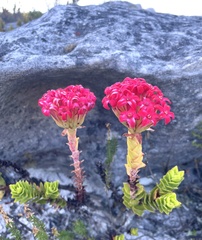 Crassula coccinea