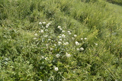 Clematis integrifolia