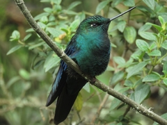 Pterophanes cyanopterus