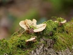 Stereum subtomentosum