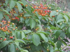 Prunus pseudocerasus