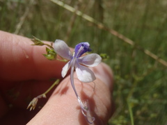 Trichostema arizonicum