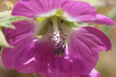 Althaea officinalis