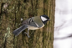 Parus major