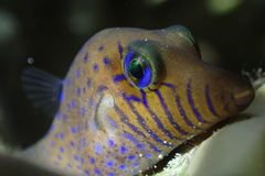 Canthigaster pygmaea