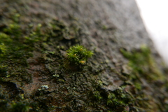 Lewinskya