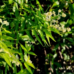 Flagellaria indica
