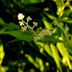 Flagellaria indica