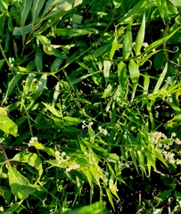Flagellaria indica