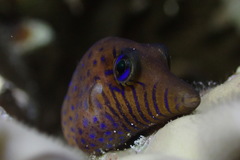 Canthigaster pygmaea