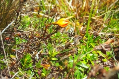 Gentianella hirculus