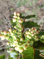 Berberis pinnata