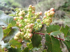 Berberis pinnata