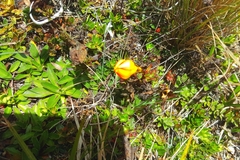 Gentianella hirculus