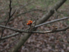 Hamamelis mollis