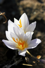 Crocus cancellatus