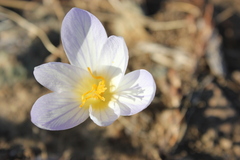 Crocus cancellatus