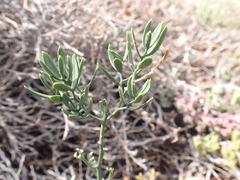 Asparagus striatus