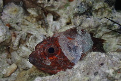 Scorpaenodes