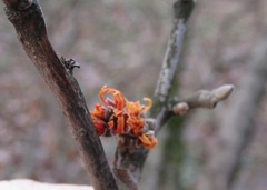 Hamamelis mollis