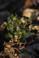 Quercus coccifera