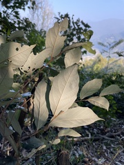 Styrax suberifolius