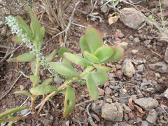 Crassula cultrata