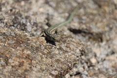 Podarcis guadarramae guadarramae