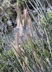 Hordeum murinum