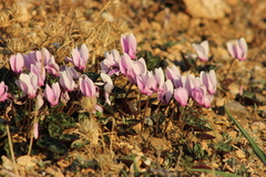 Cyclamen graecum graecum