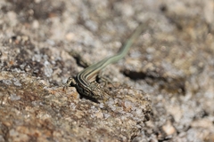 Podarcis guadarramae guadarramae