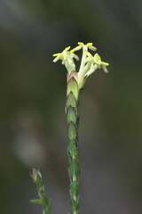 Gnidia oppositifolia
