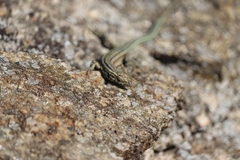 Podarcis guadarramae guadarramae