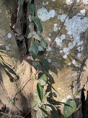 Ficus sarmentosa nipponica