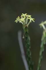 Gnidia oppositifolia