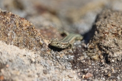 Podarcis guadarramae guadarramae