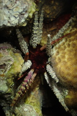 Phyllacanthus imperialis