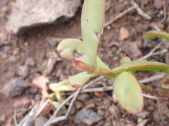 Crassula cultrata