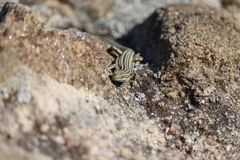 Podarcis guadarramae guadarramae