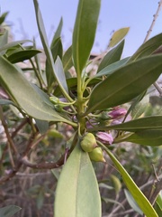 Myoporum bontioides